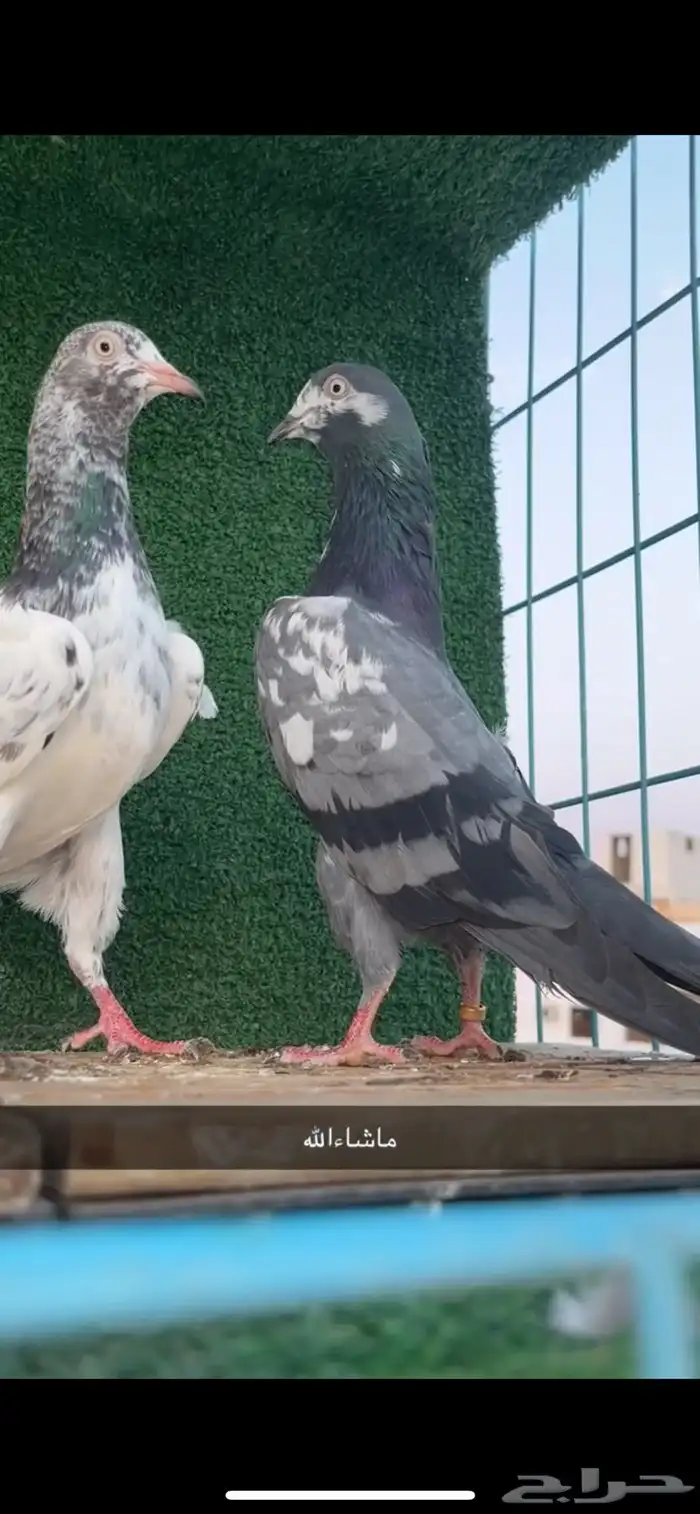 حمام باكستاني 128 2