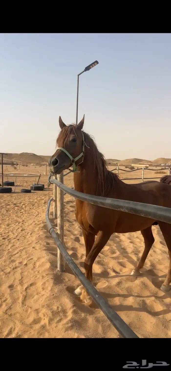 حصان واهو اشقر 4
