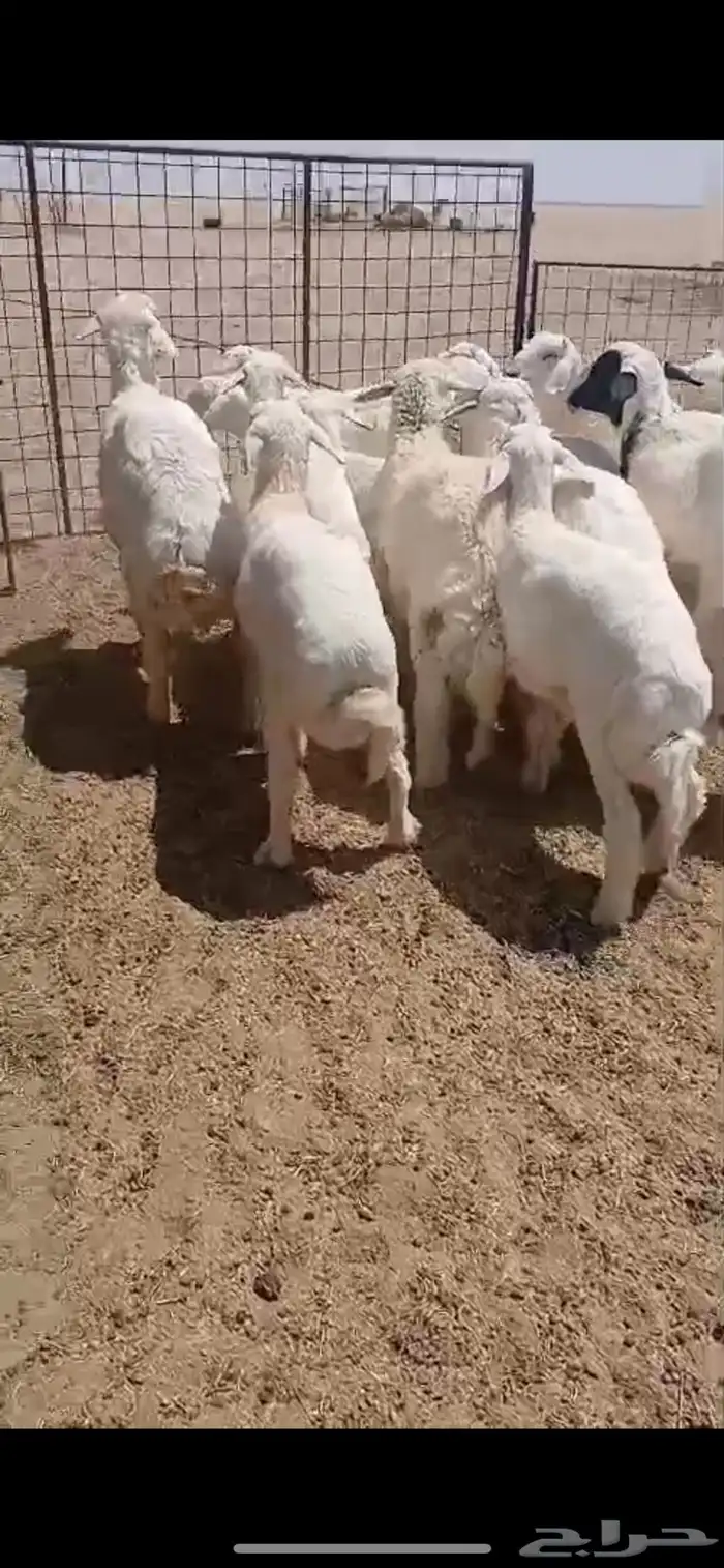 بهم حري طيب 0