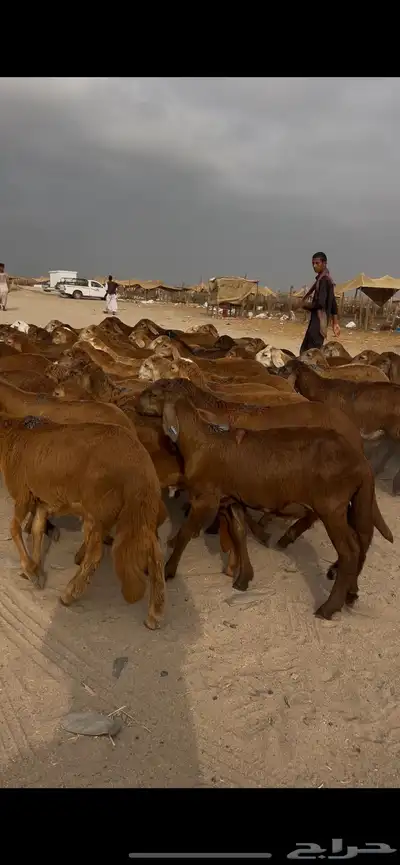 طليان سواكني 63 راس index