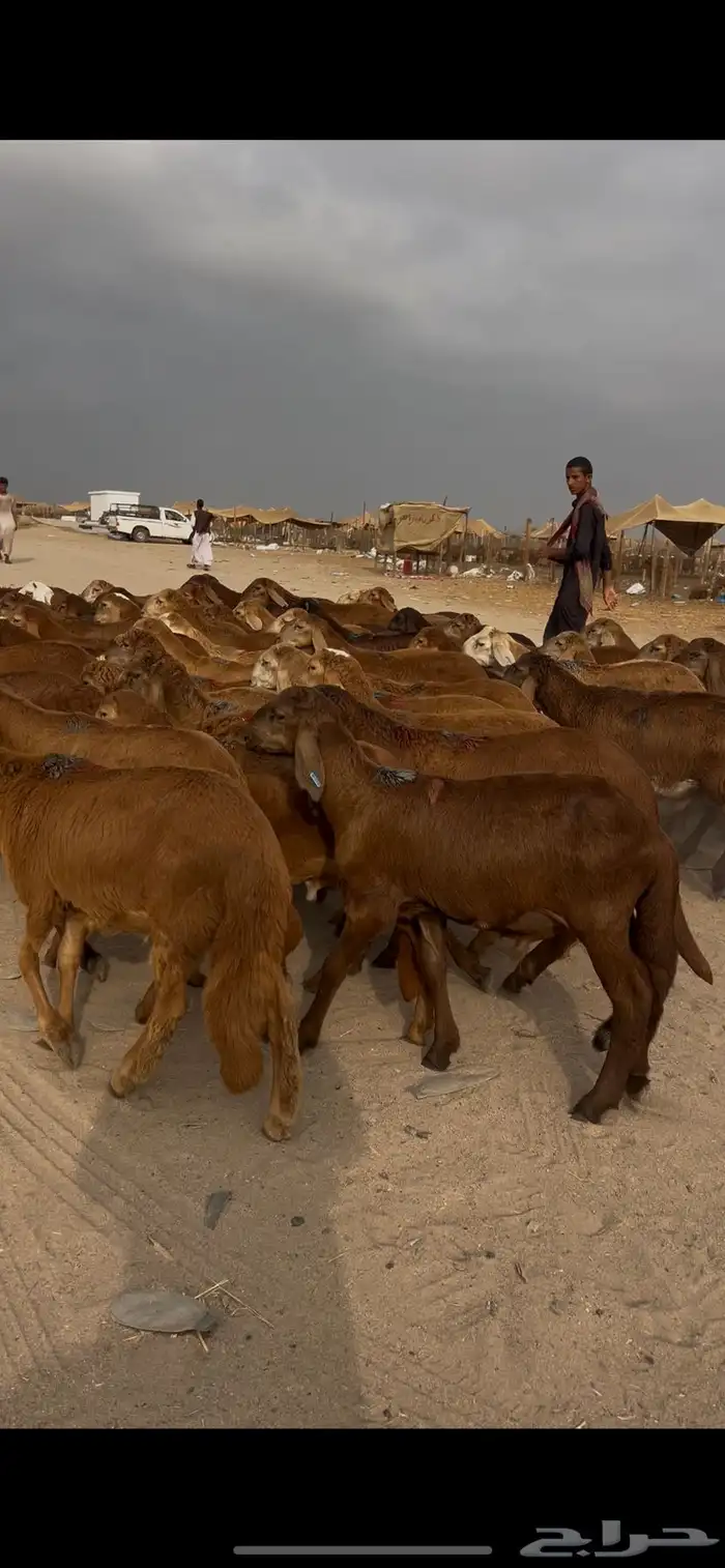 طليان سواكني 63 راس 1
