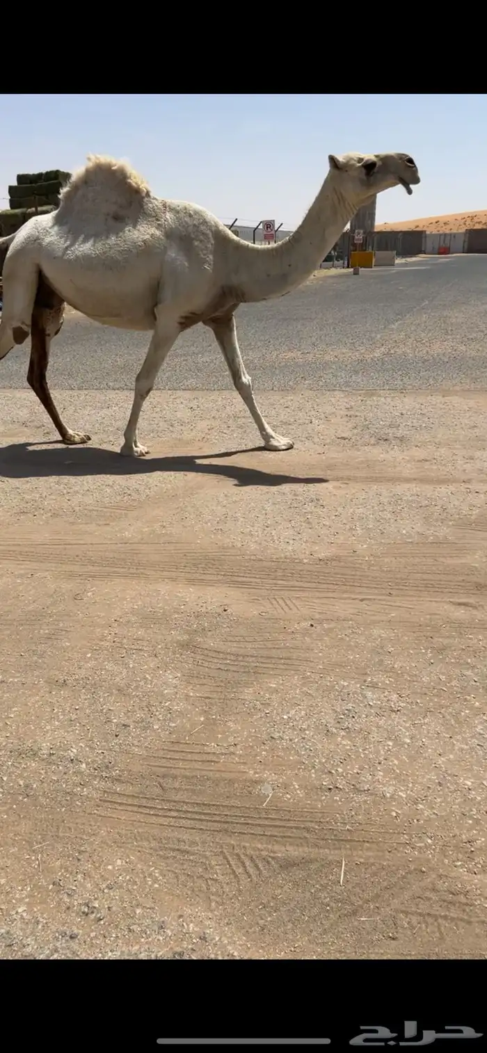 ناقة لقحة 0
