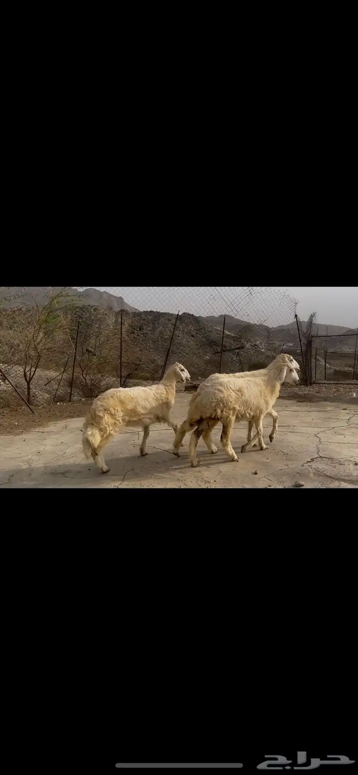 رخال صنف كفو 2
