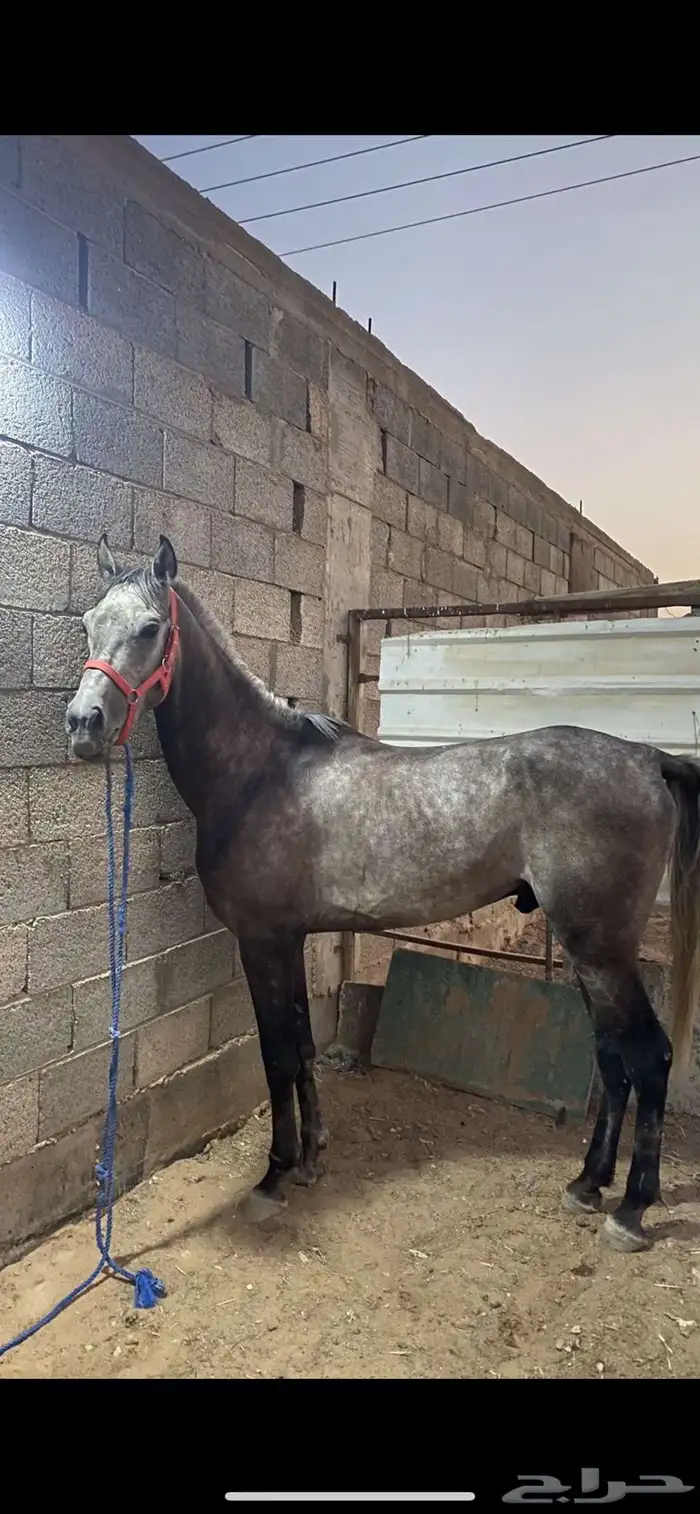 حصان شعبي 0
