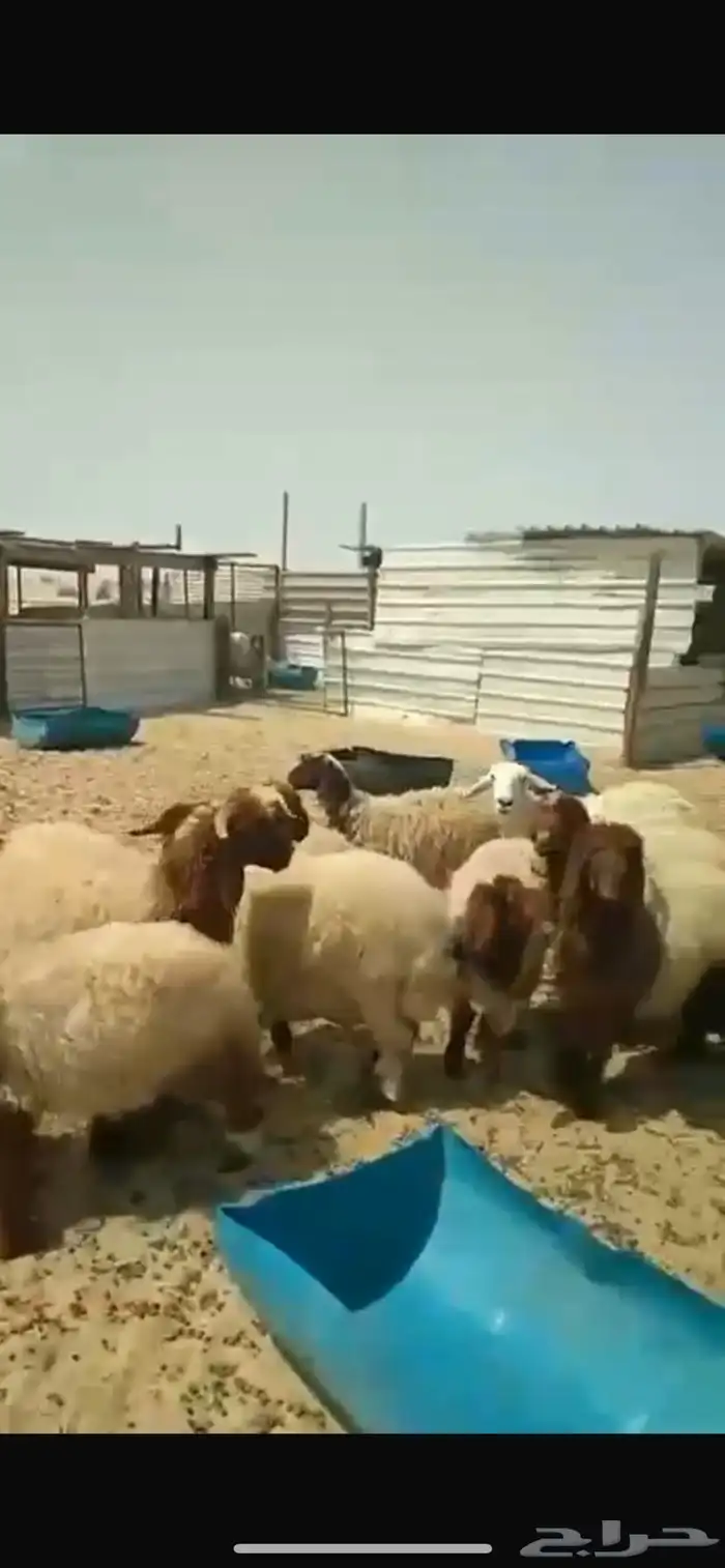 هرافي نعيم 6