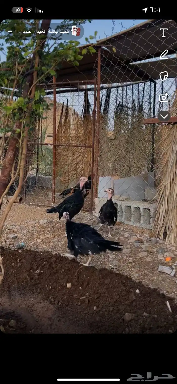رومي للبيع 1