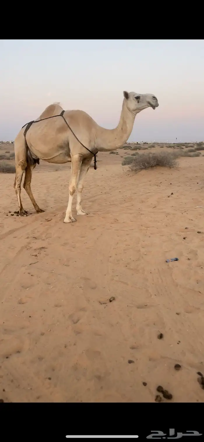 عشرا وضحا 2