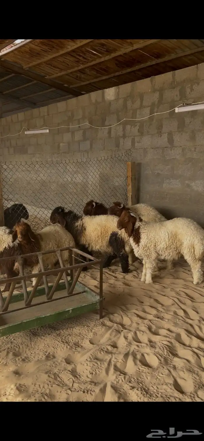 خرفان النعيم 1