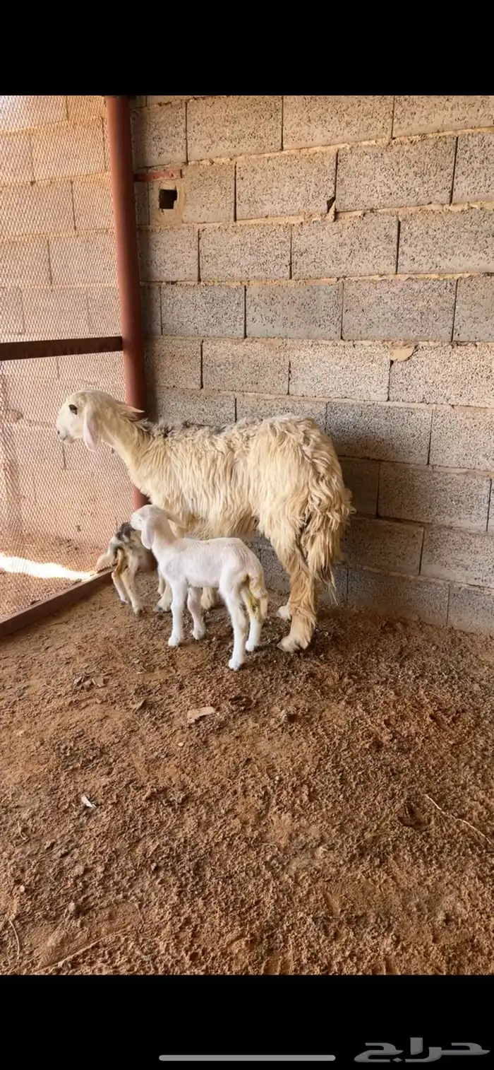 ثنيه متوم 0