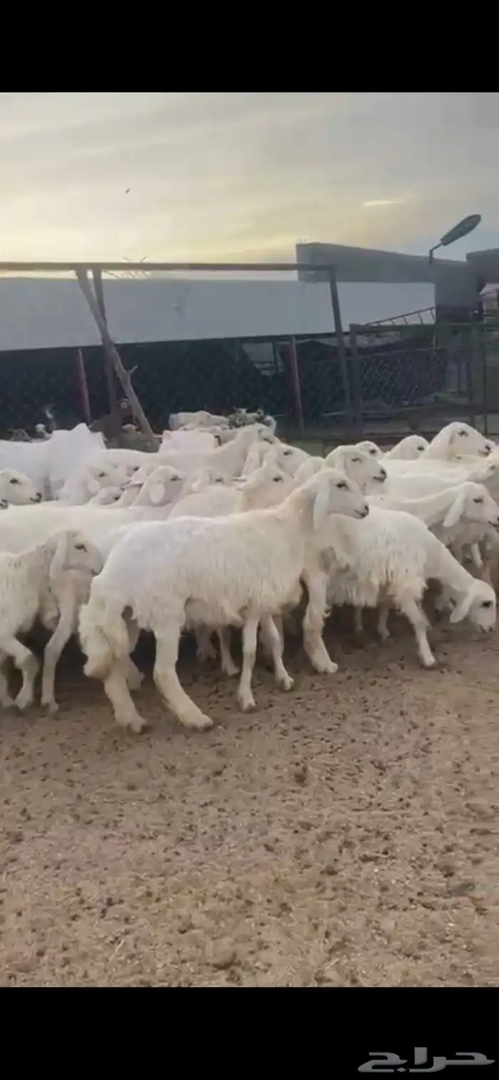 رخال 2