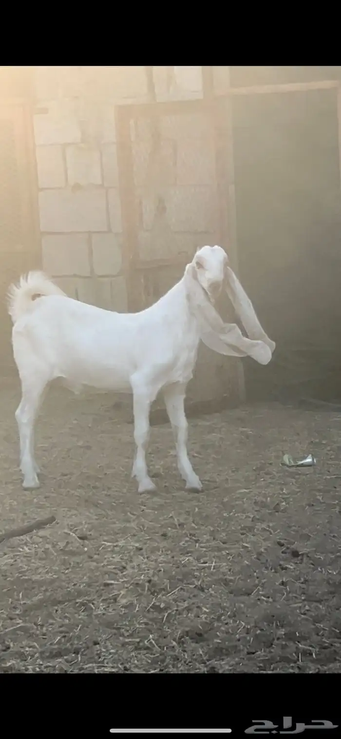 مشروع فحل طيب هولندي 1