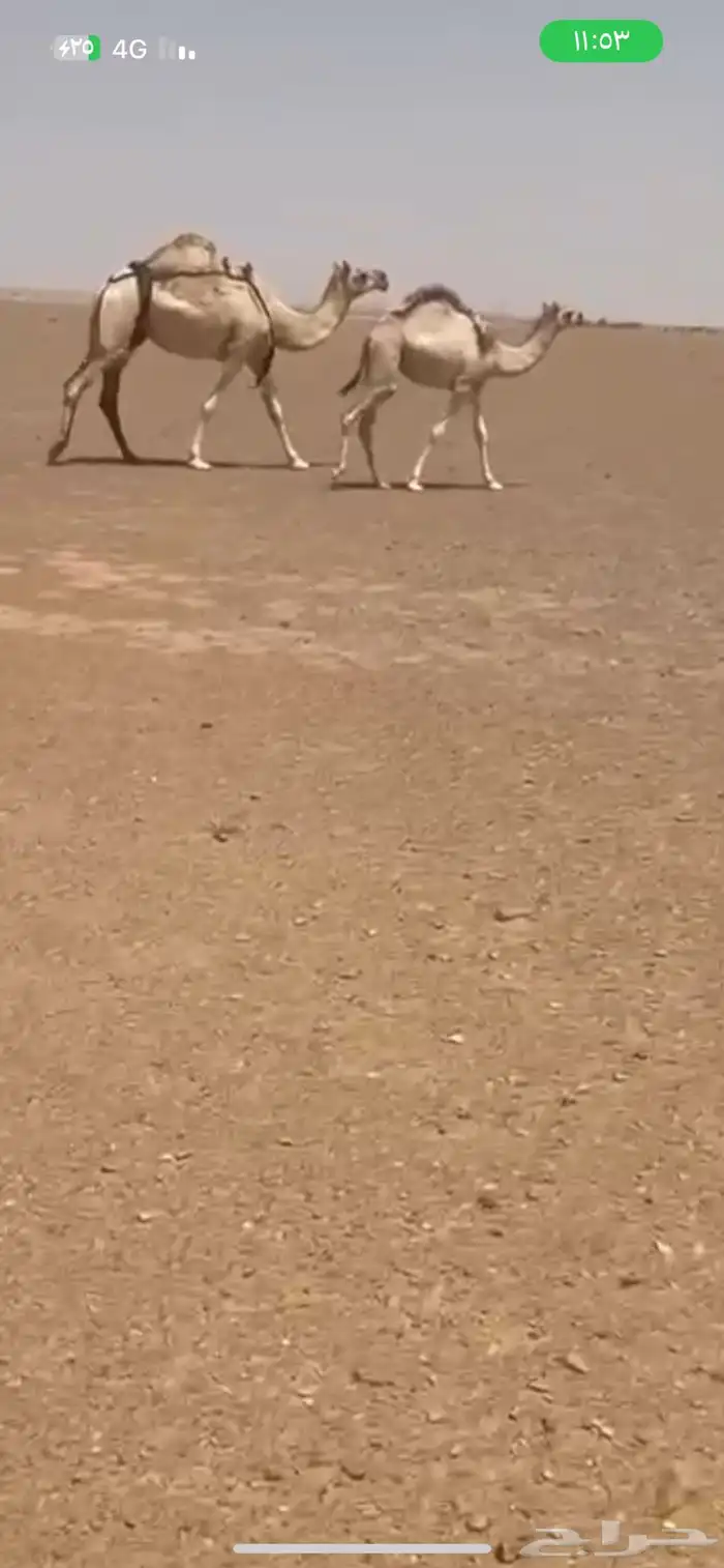 ابل 0