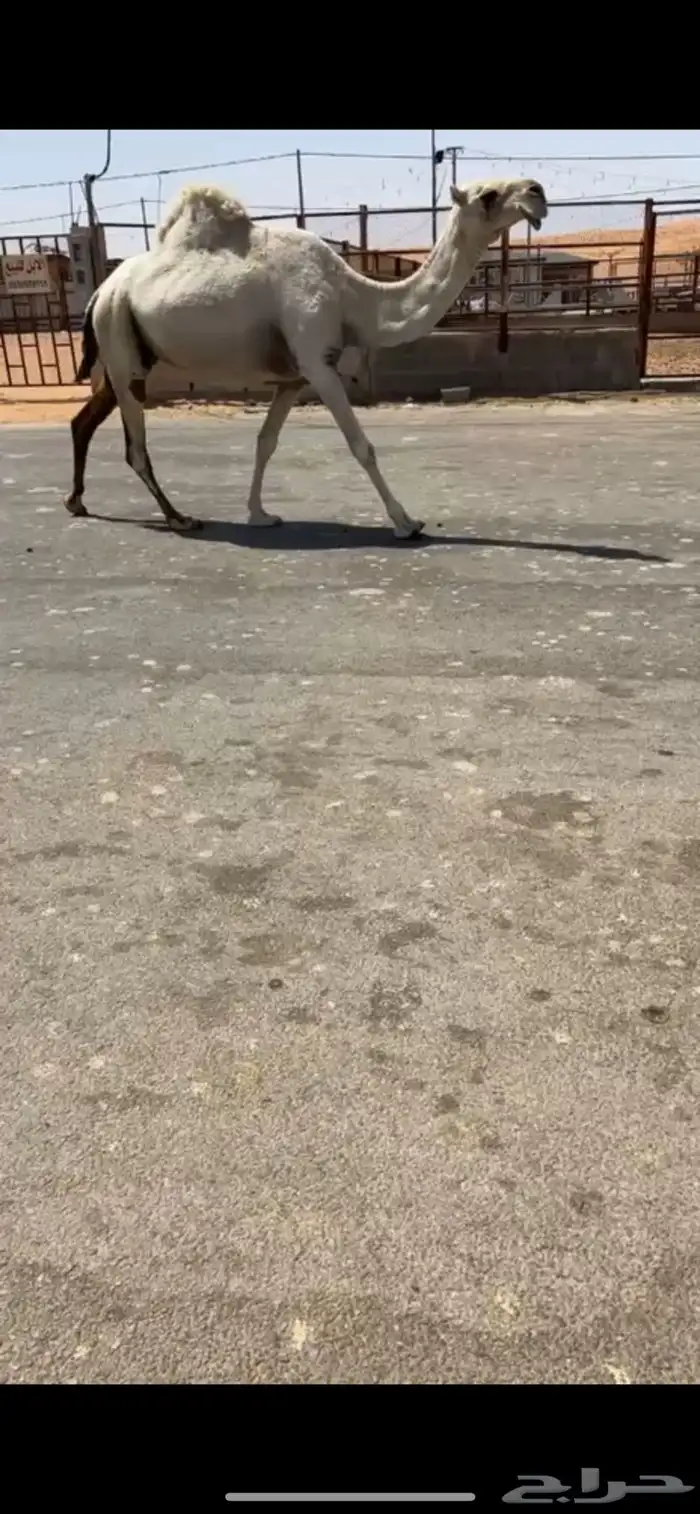 ناقة لقحة 5