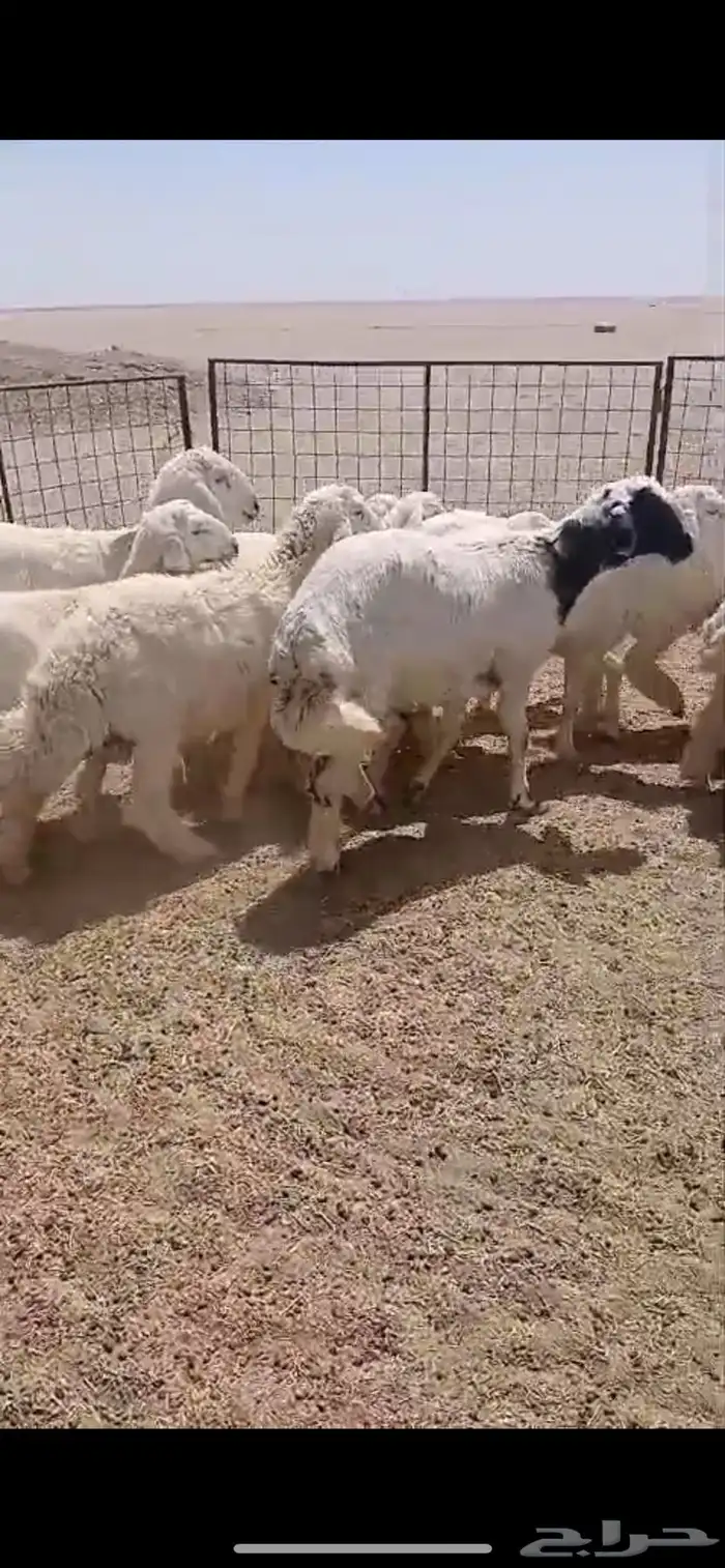 بهم حري طيب 2