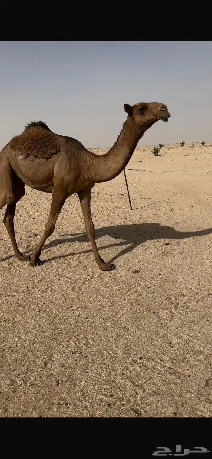 بكره صفرا طيبه 3