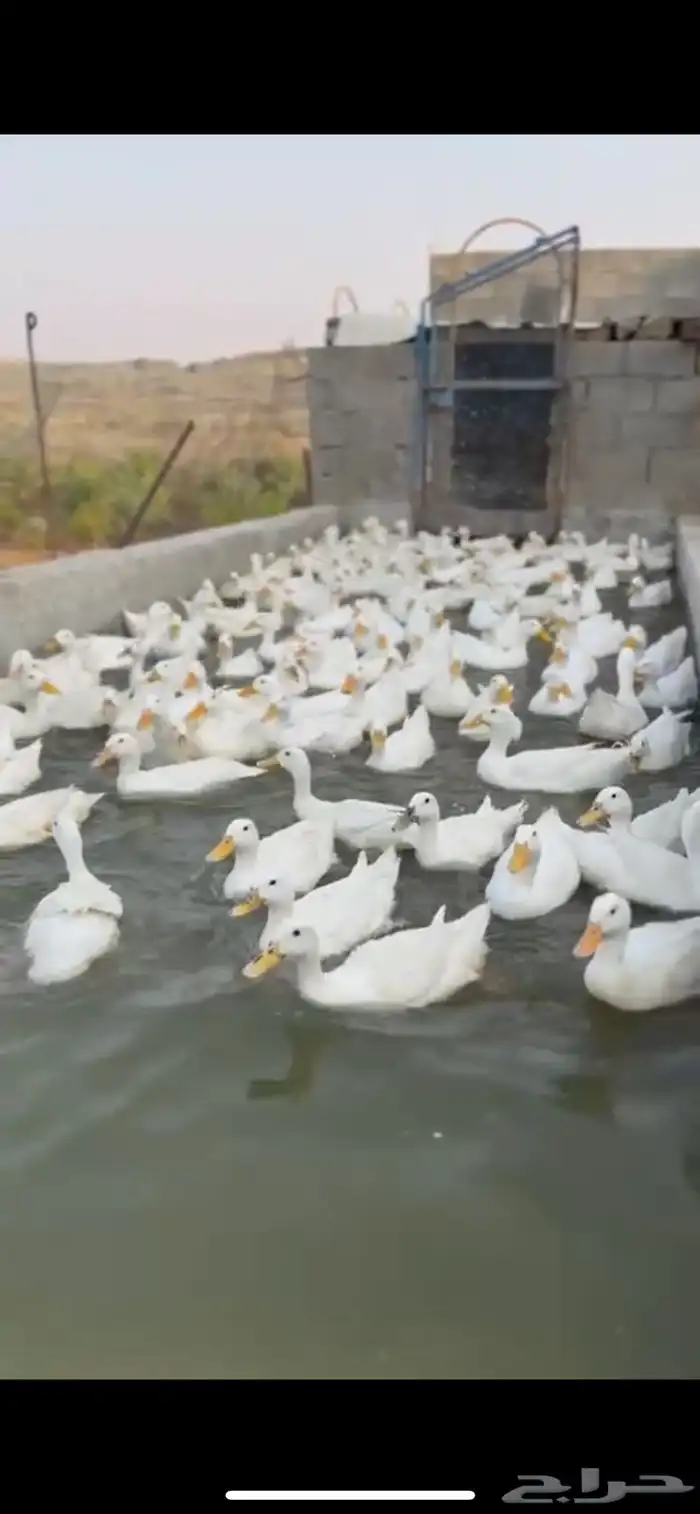 بط بكيني 0
