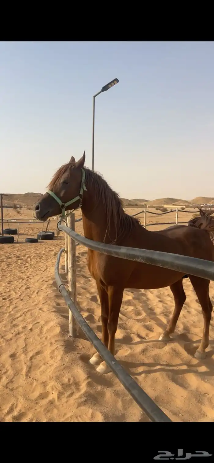 حصان واهو اشقر 8