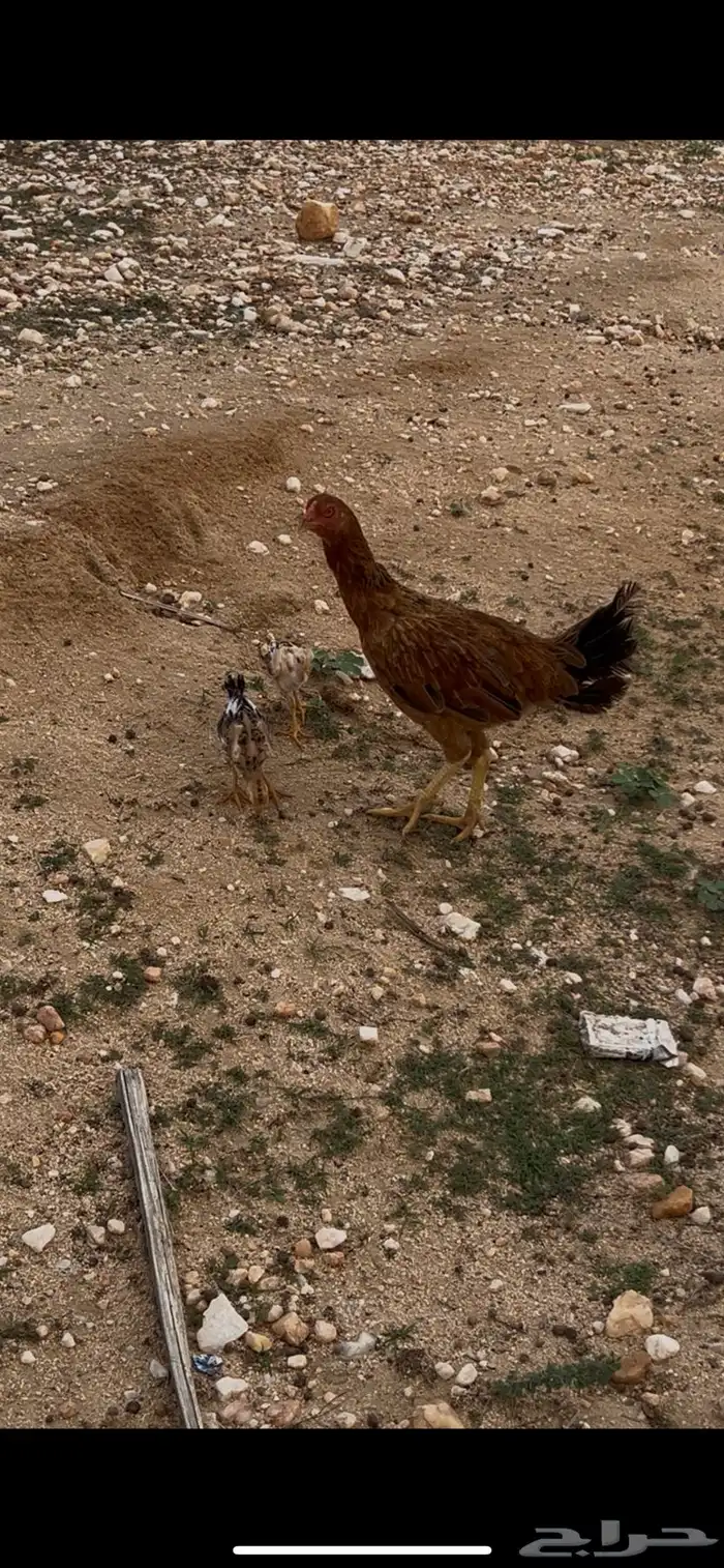 دجاج باكستاني 0