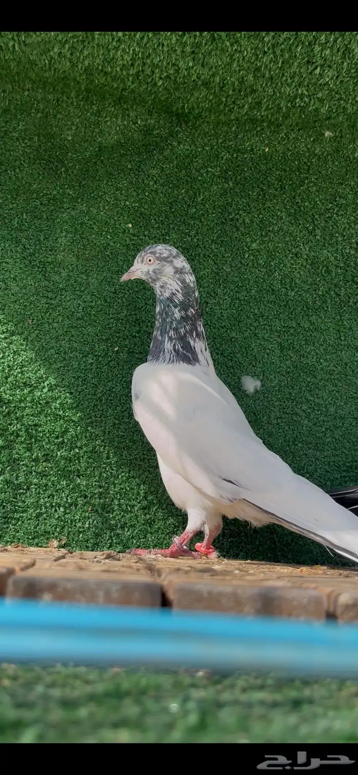 حمام باكستاني بيور 1