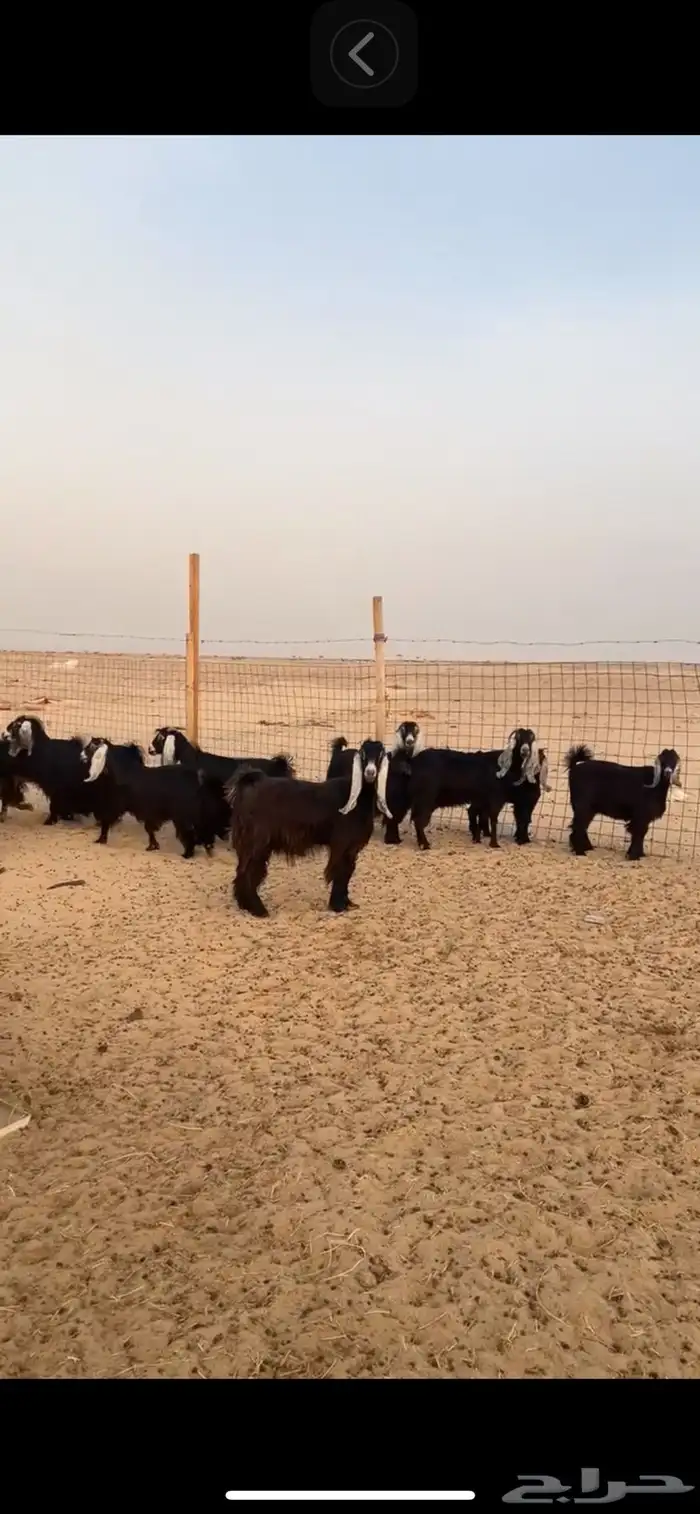 معزا عوارض صنف 4