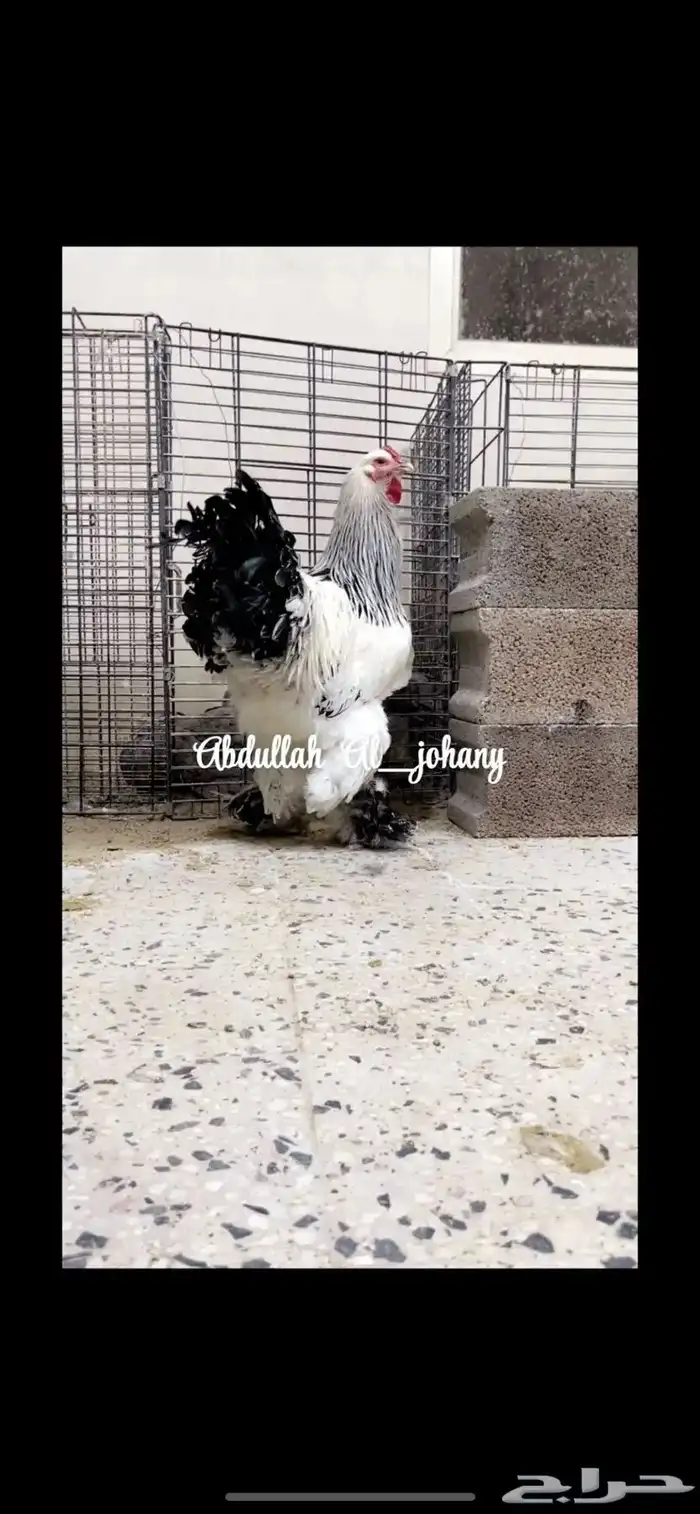 براهما كولمبي 0