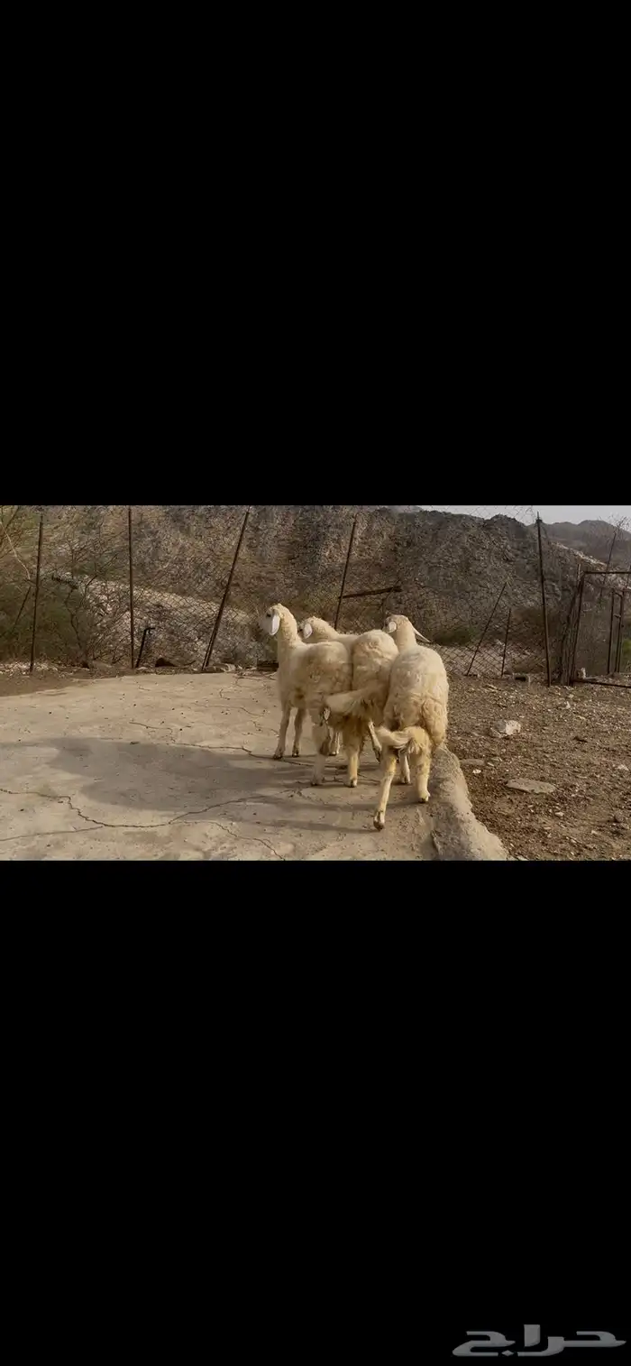 رخال صنف كفو 0