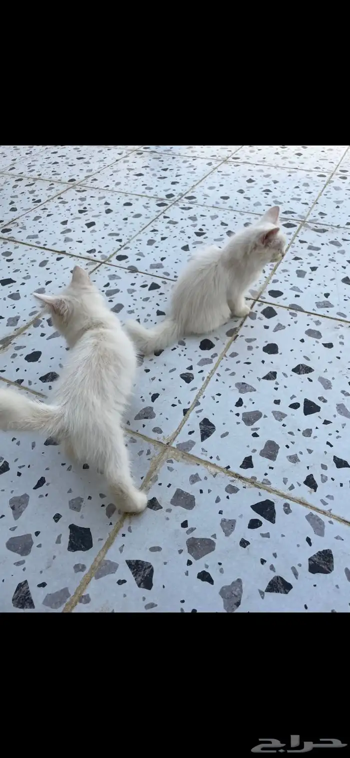 بيش 2