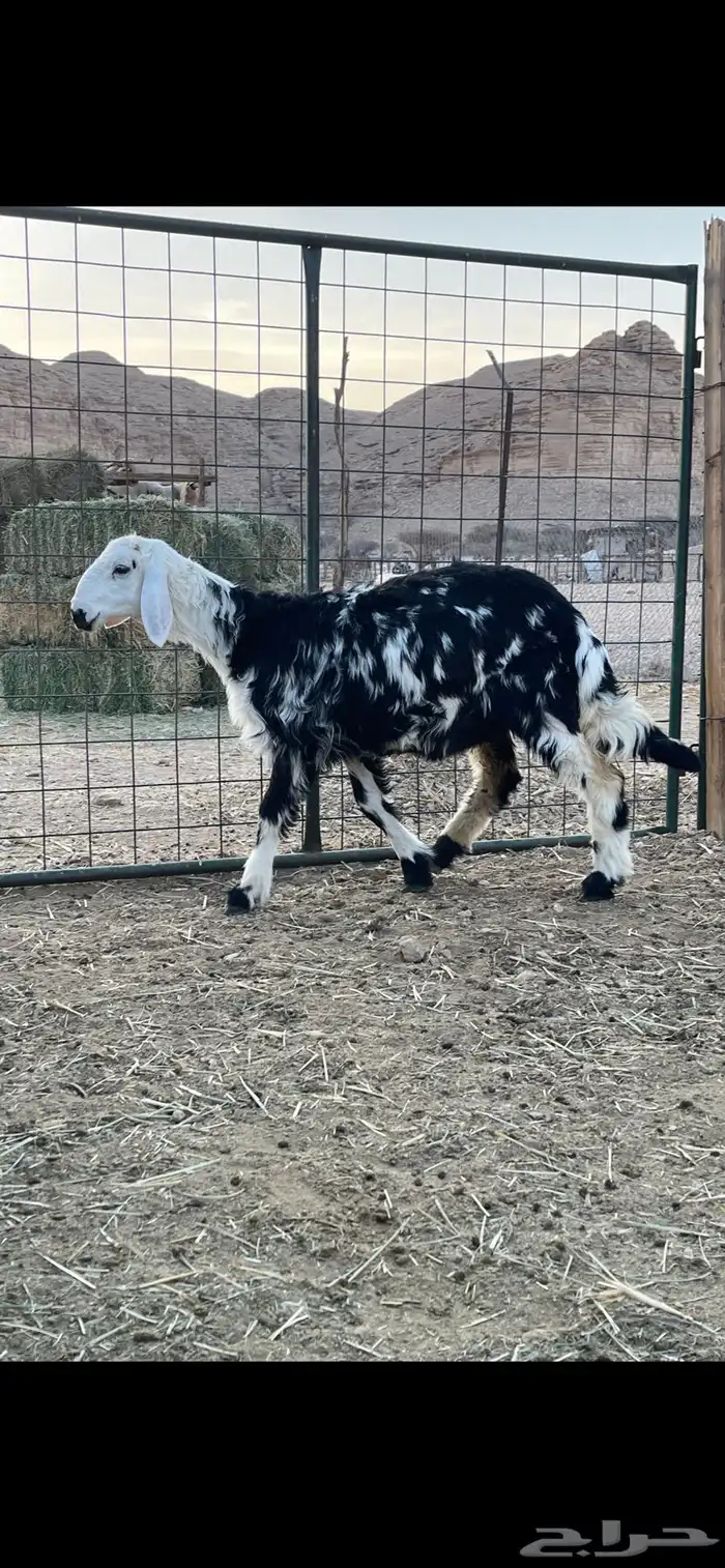 رخل نجدية بريه نظيفه شرط 1