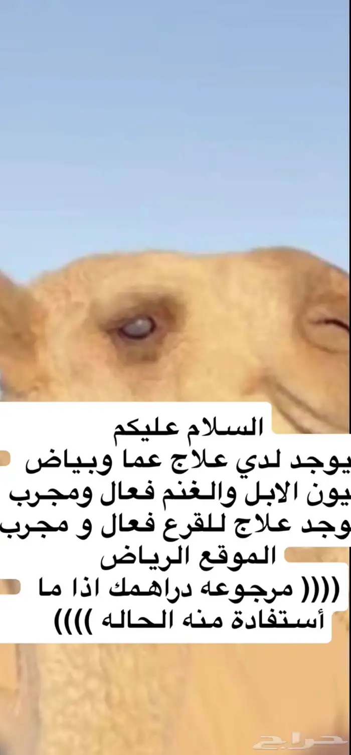 بياض العيون و القرع 0