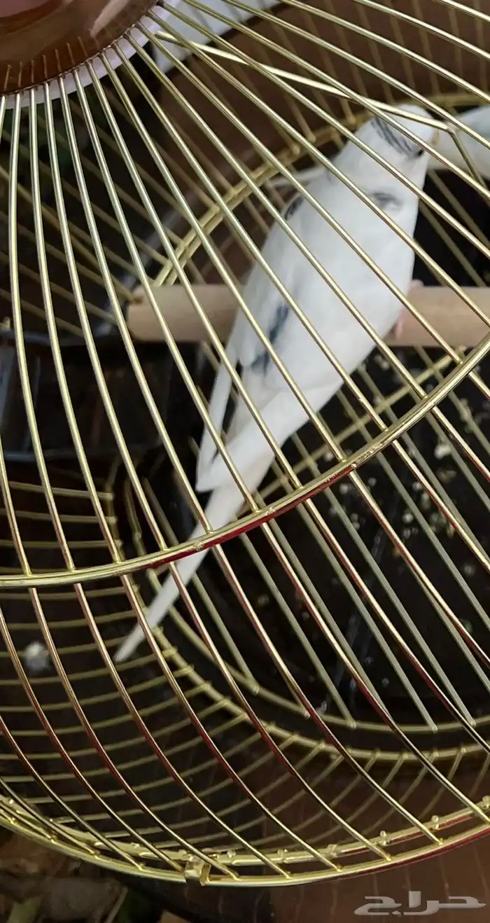 بادجي ذكر للبيع 0