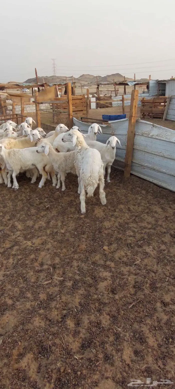طليان ورخال شحم مناسبات ثلاجة 3
