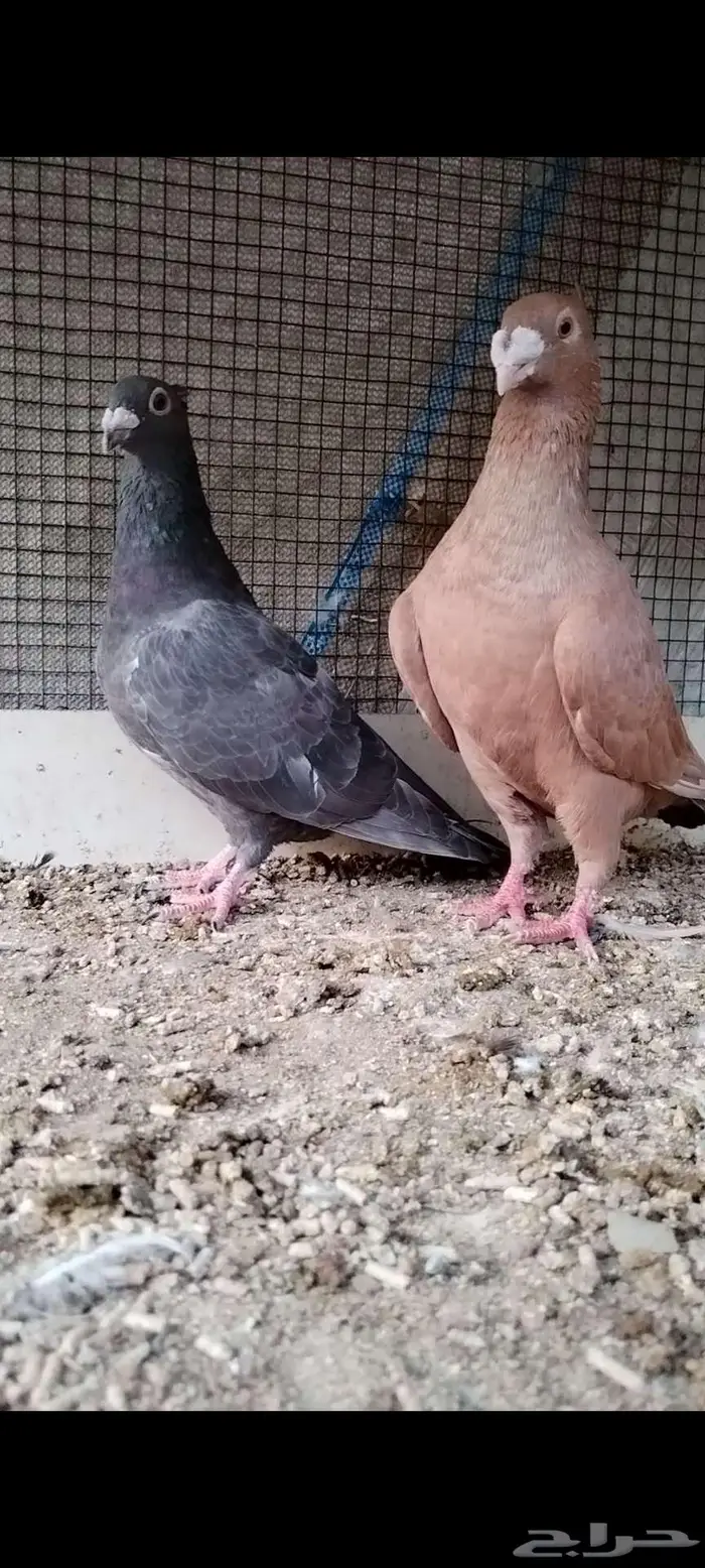 للبيع جوز زاجل 3