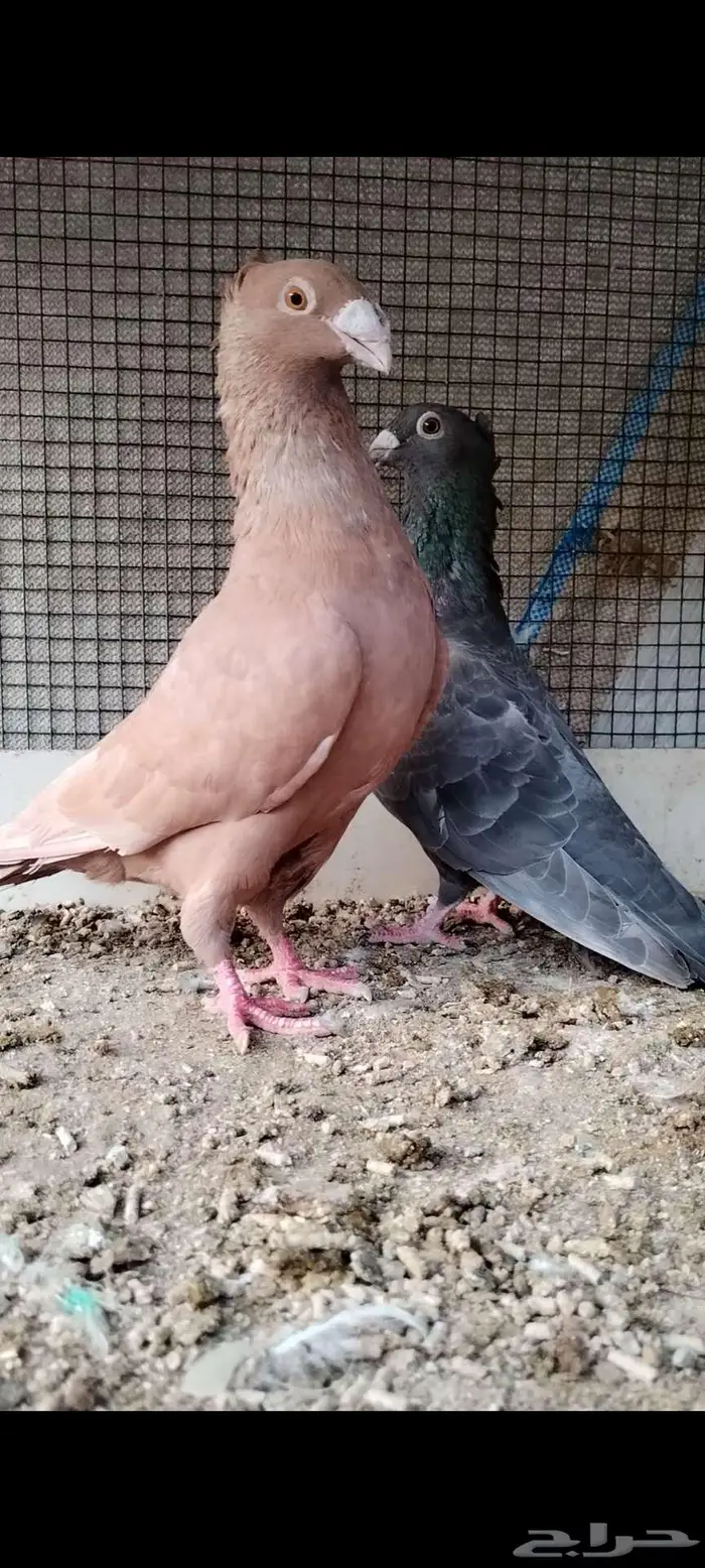 للبيع جوز زاجل 0