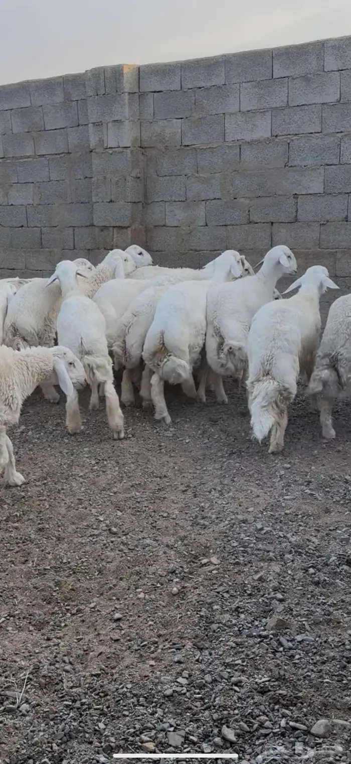 طليان حري 1