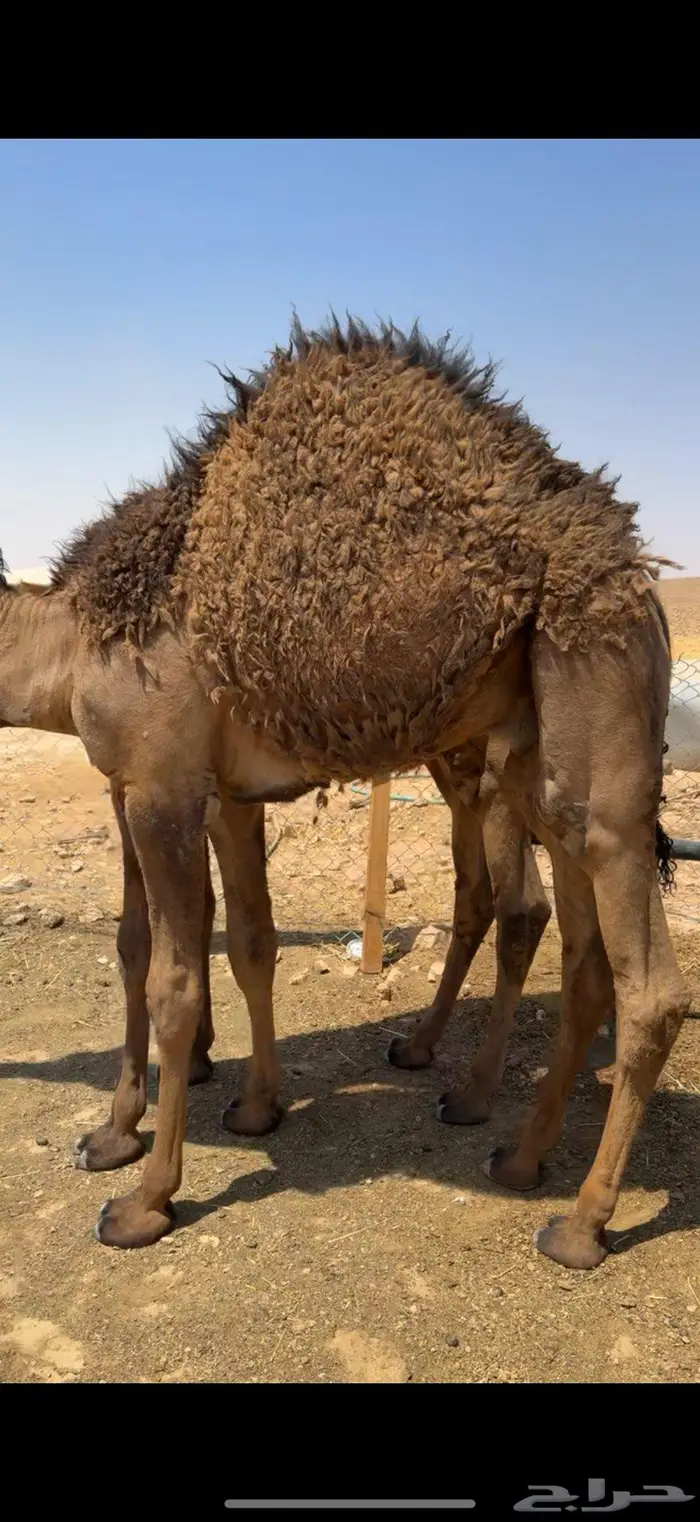 للبيع قعدان شمال الرياض 0