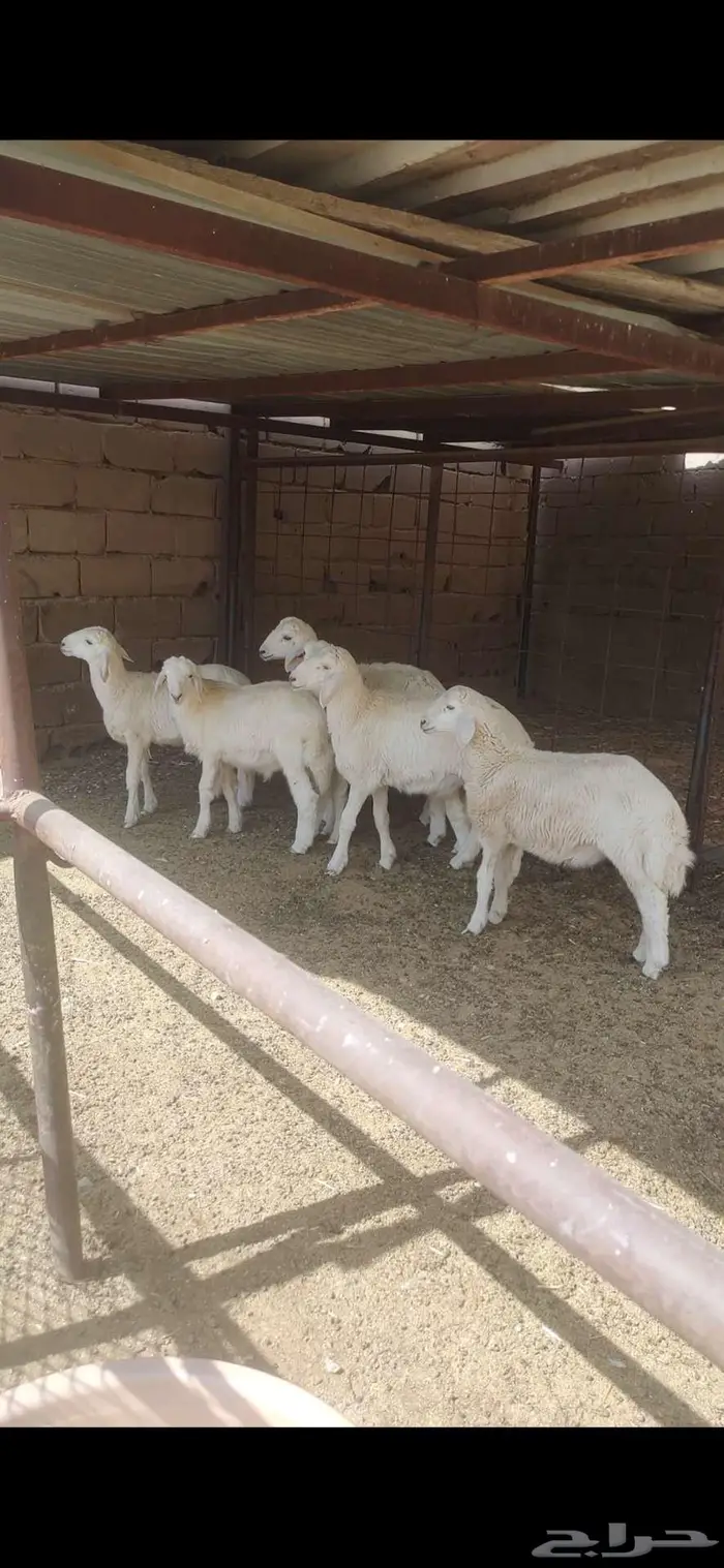 بهم حري تربيه 4