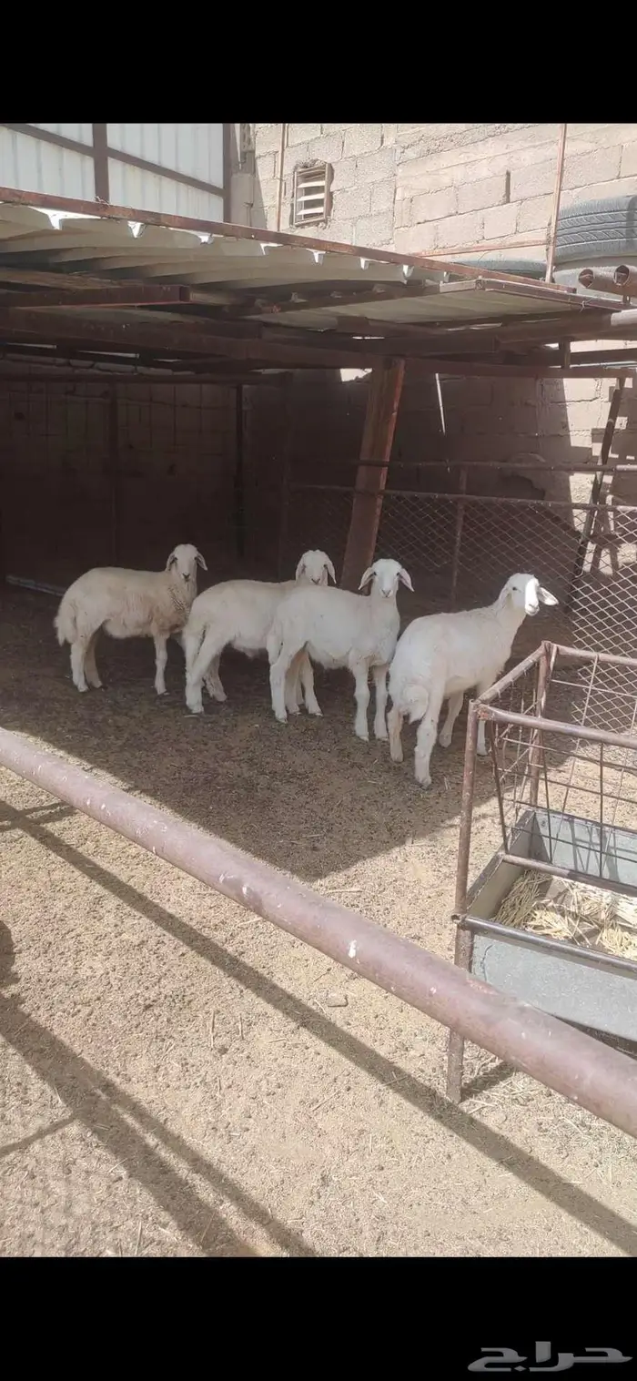 بهم حري تربيه 3
