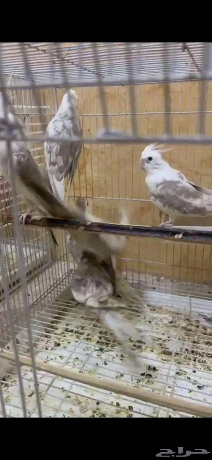 للبيع دفعة طيور لاحساء 1