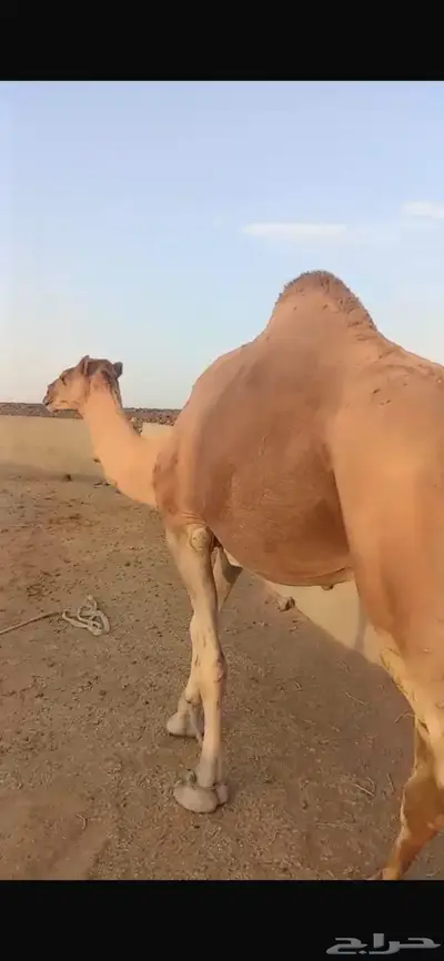 جمل احمر مشروط index