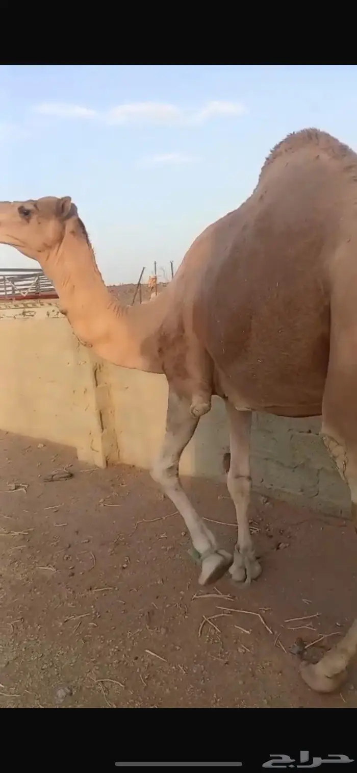 جمل احمر مشروط 0