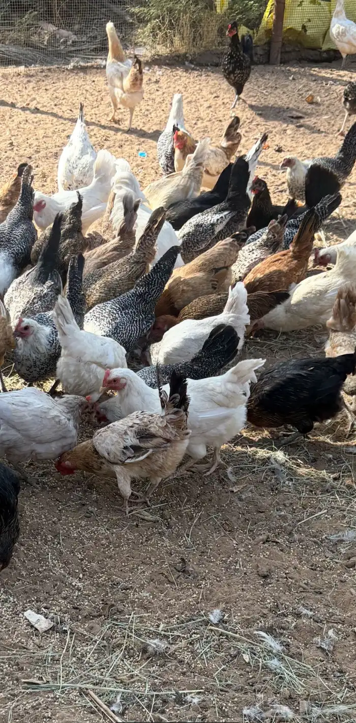 ل للبيع دجاج بلدي بياض هجين لوهمان وتركي وفومي 2