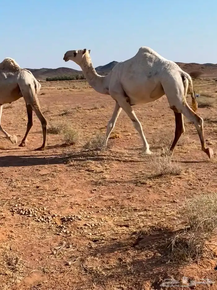 للبيع بكره باتليه جدها مشاكل ابو عجاريد سنها حقه تدخل لقيه 2