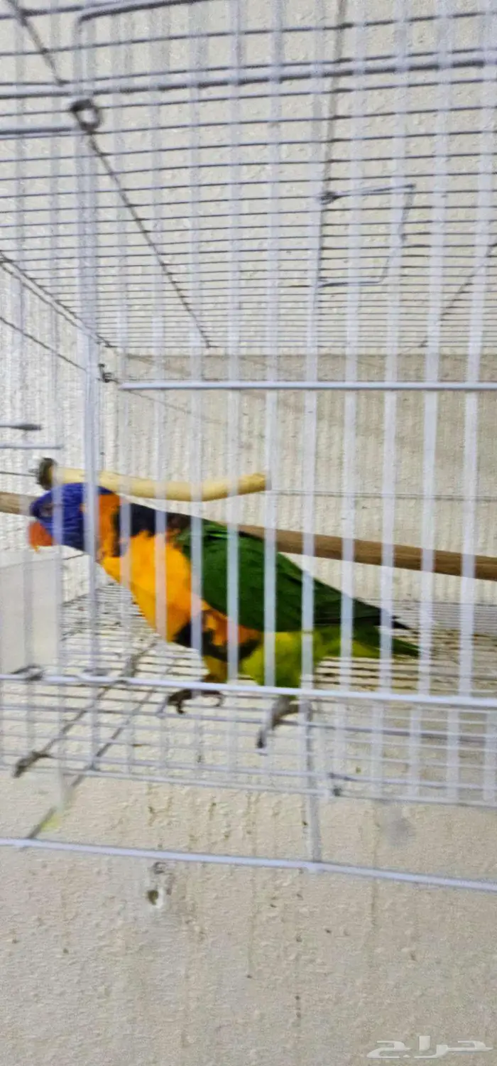 ببغاء لوري نظيف 8
