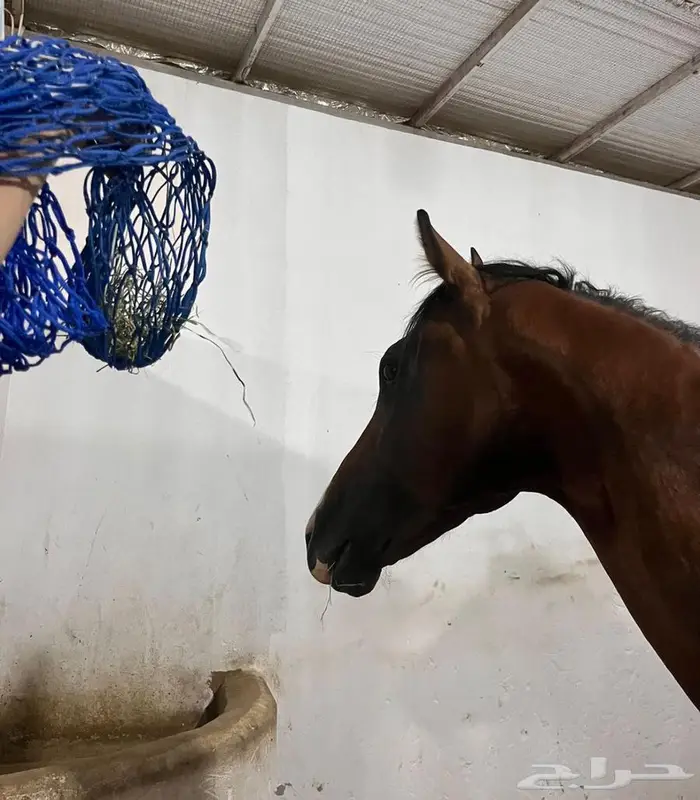 حصان انقليزي بورق للبيع 0