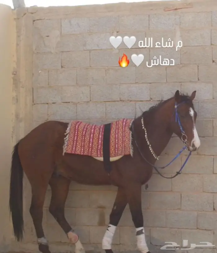حصان انقليزي بورق للبيع 2