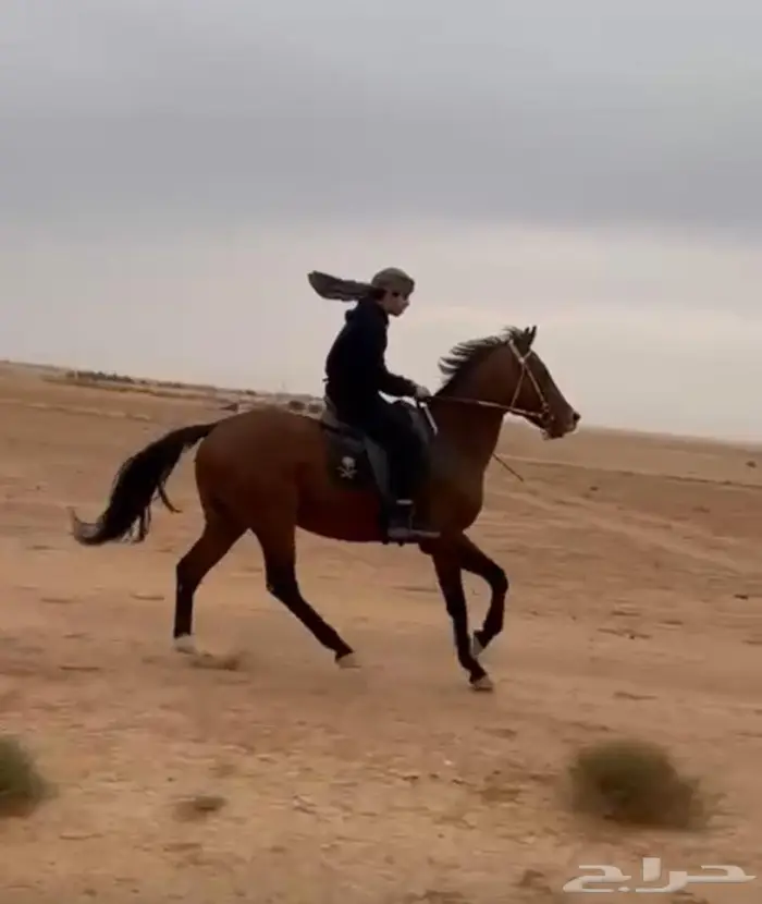 حصان انقليزي بورق للبيع 4