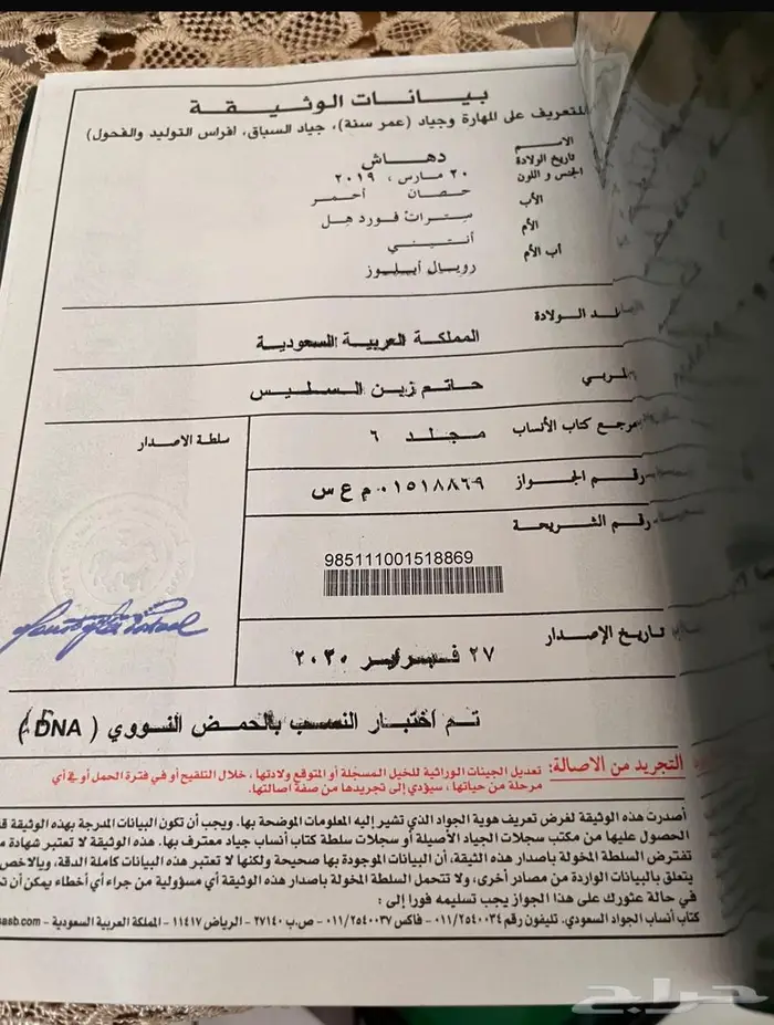 حصان انقليزي بورق للبيع 8