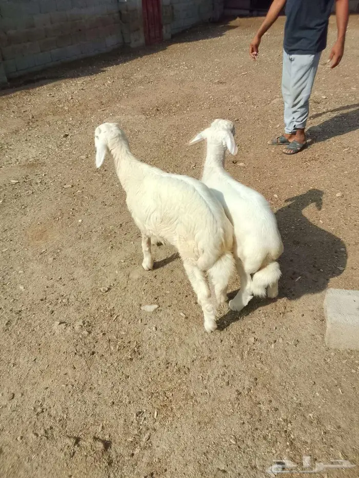 غنم صنف 2ذكور مشروع فخل 1