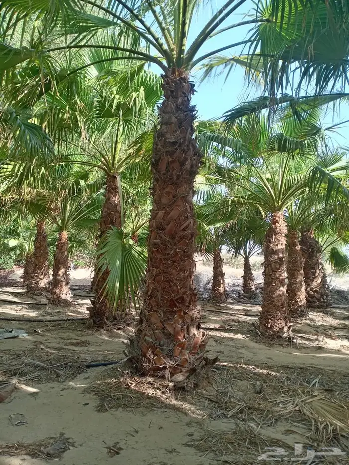 زراعة و توريد نخل واشنطني 2