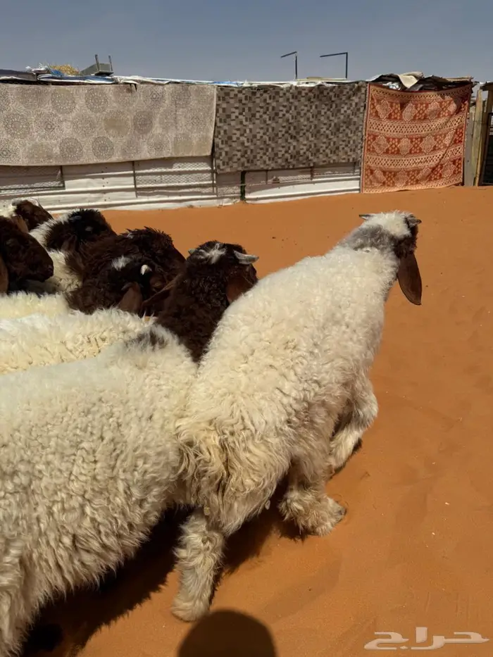 هرافا نعيم 6